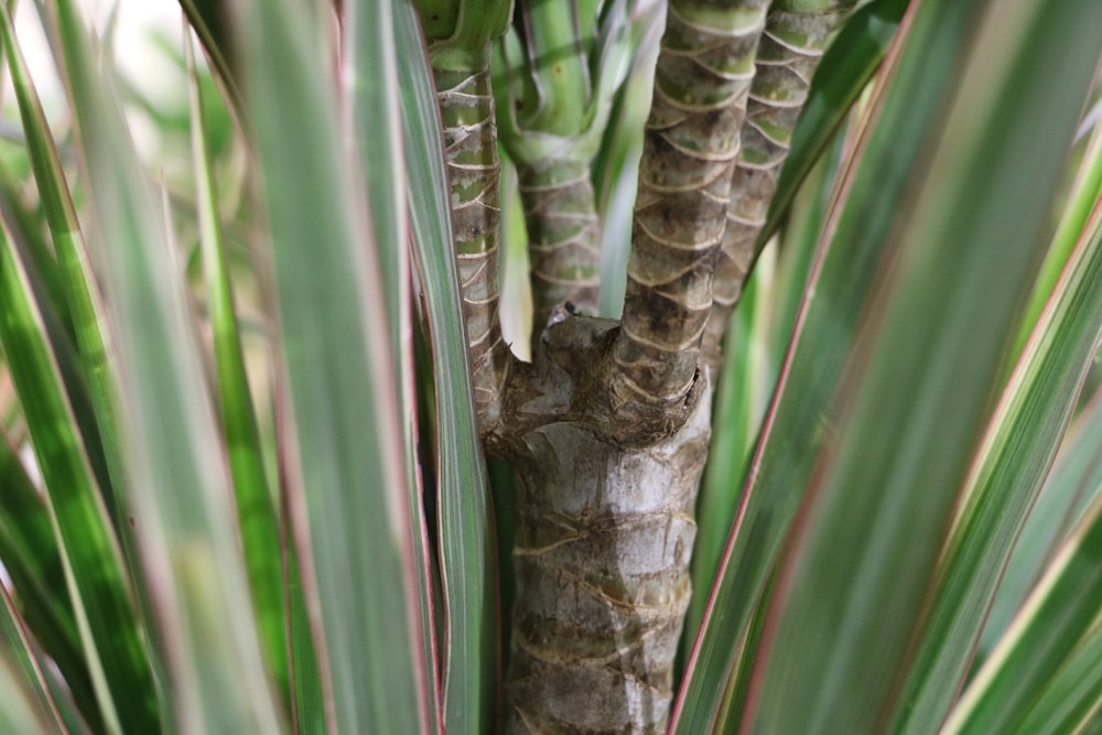 Drachenbaum Dracaena