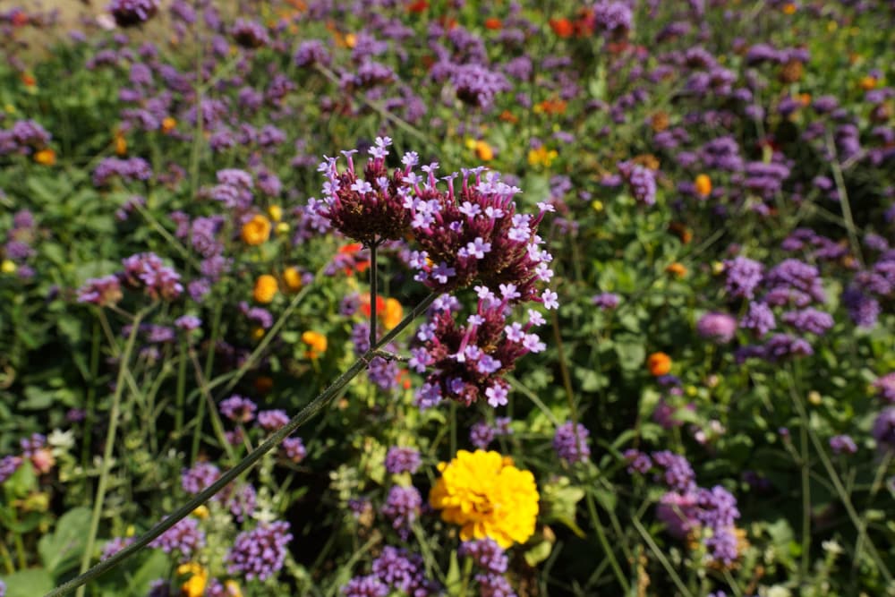 Eisenkraut Verbena bonariensis