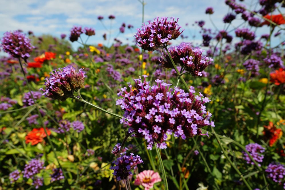 Patagonisches Eisenkraut, Verbena bonariensis - Pflege-Anleitung -  Hausgarten.net