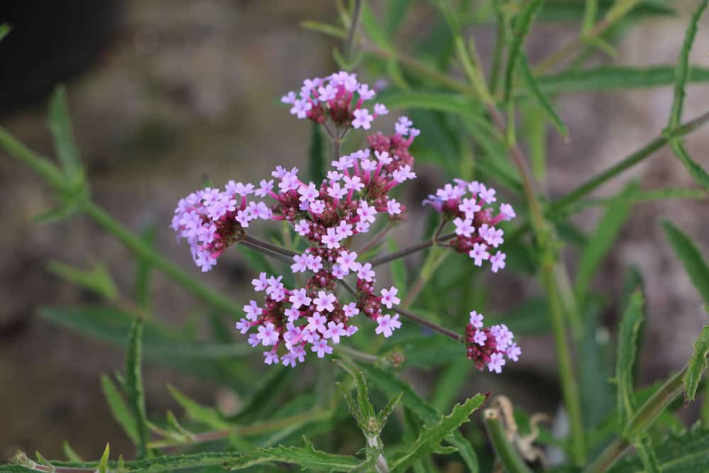 Eisenkraut Verbena bonariensis