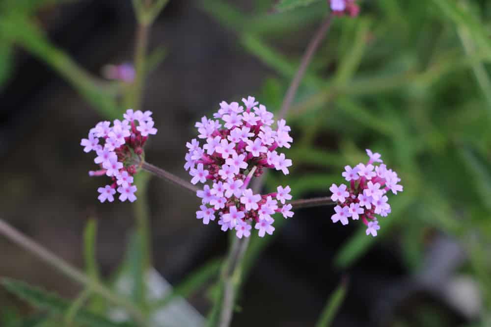 Eisenkraut Verbena bonariensis