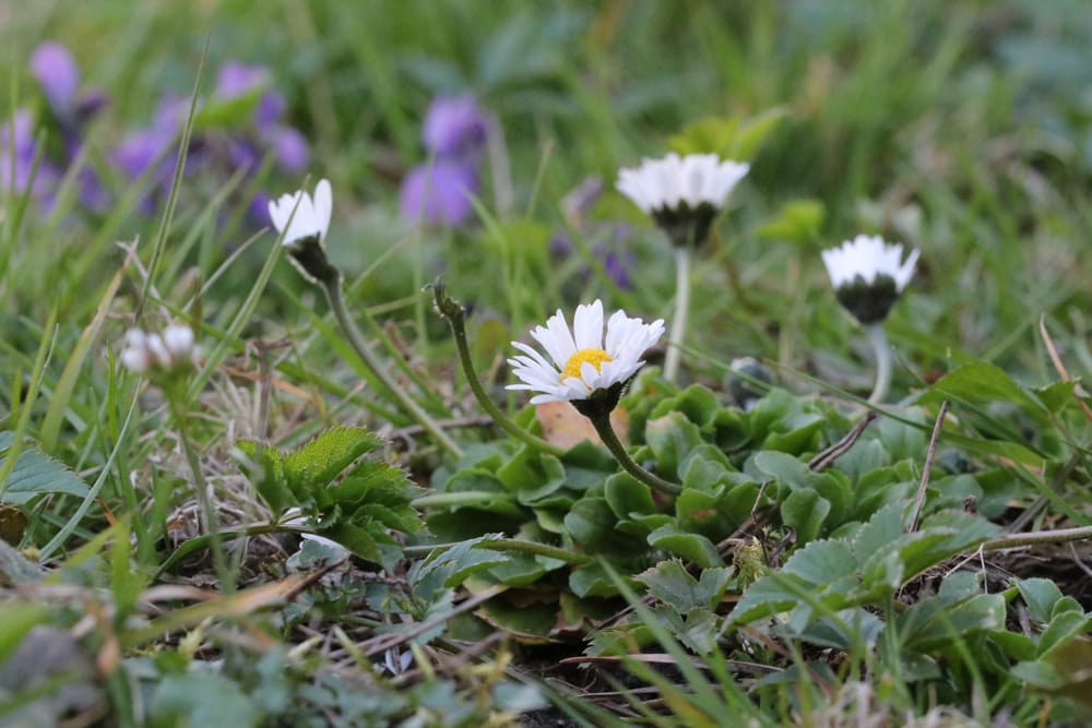 Gänseblümchen