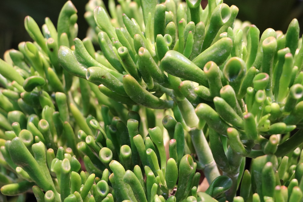 Geldbaum Crassula