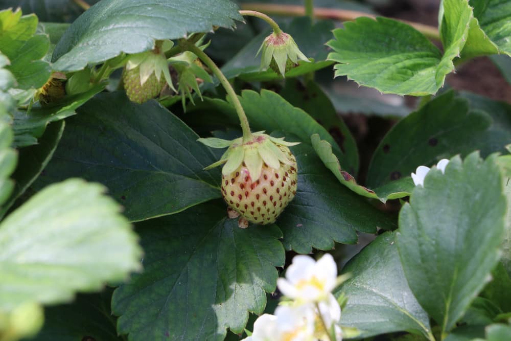 Hängeerdbeeren