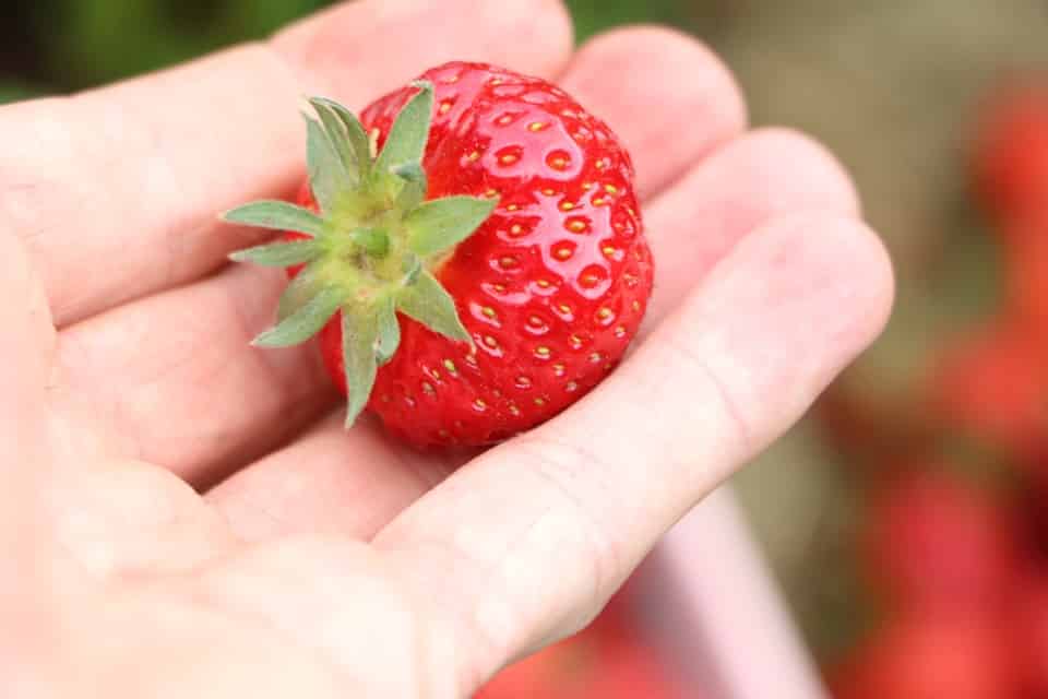 Erdbeeren im Blumenkasten anbauen Anleitung + ideale Sorten