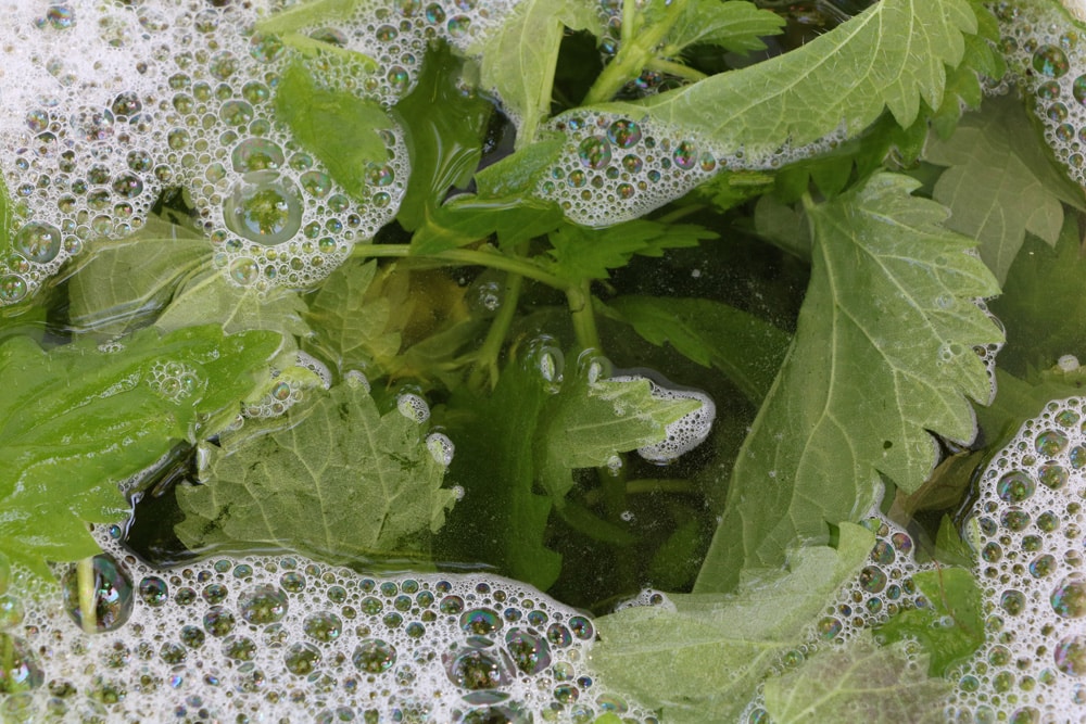 Herbstdünger Pflanzenjauche