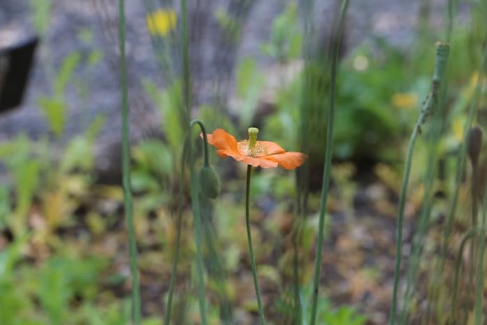 Islandmohn - Papaver nudicaule