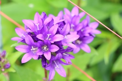 Sommerstauden Knäuel-Glockenblume