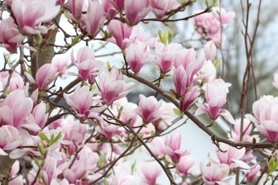 Tulpen Magnolie - Magnolia