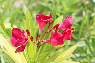 Oleander