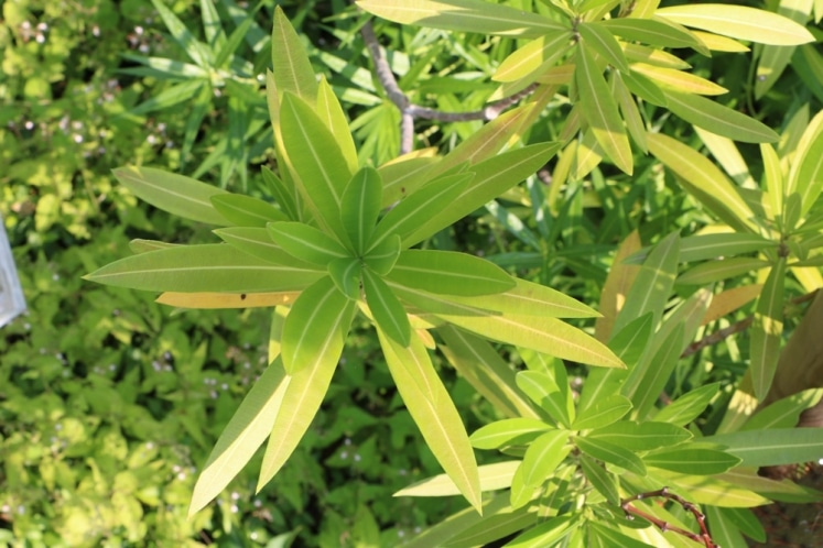 Oleander hat gelbe Blätter und diese fallen ab - was tun? - Hausgarten.net