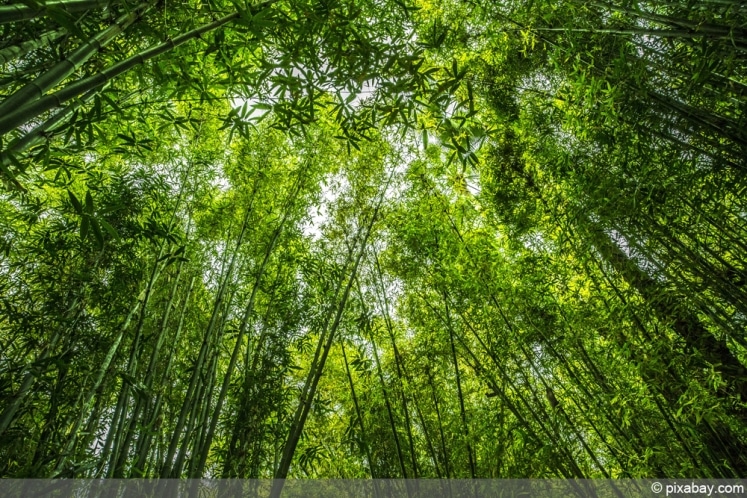 Samen Riesenbambus (Phyllostachys)  Winterhart, Mehrjhrig  Fr Unsere  Klimazone Pflanzen Samen