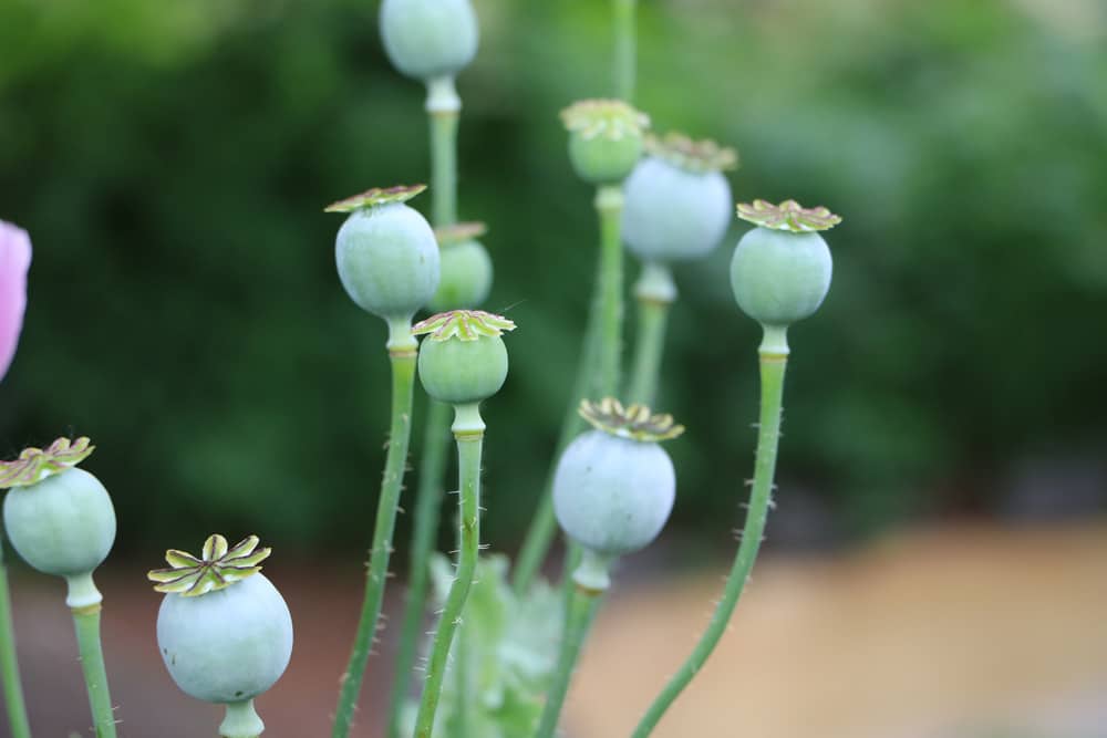 Schlafmohn - Papaver somniferum