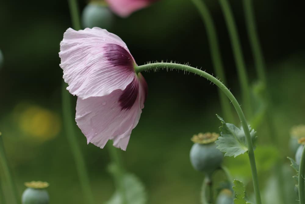 Schlafmohn - Papaver somniferum