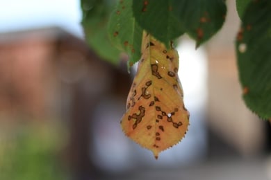 Sauerkirsche (Prunus cerasus) Schrotschusskrankheit