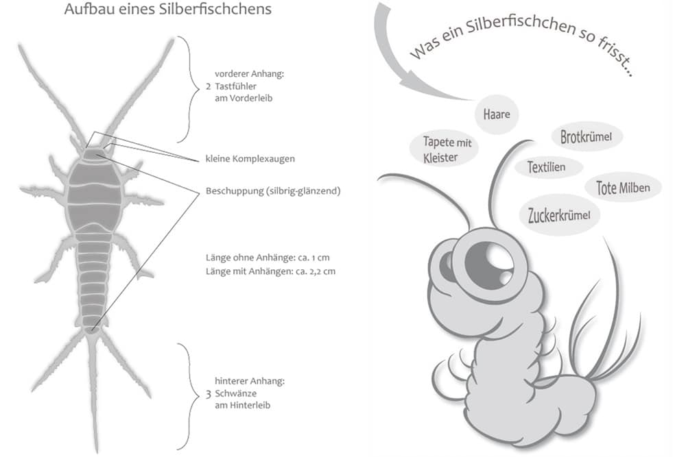 Silberfische