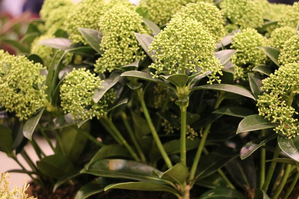 Skimmie, Skimmia japonica - Pflege und Hilfe bei gelben Blttern -  Hausgarten.net