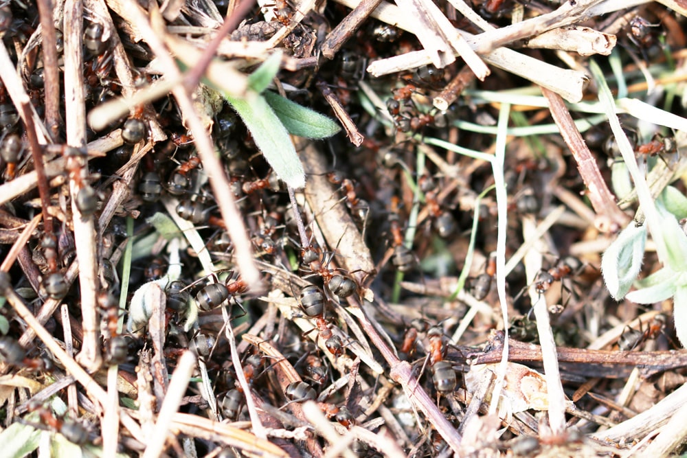 Waldameise steht unter Naturschutz