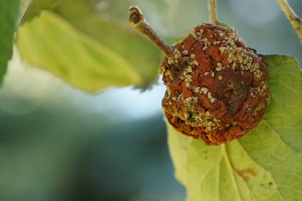 Apfel - Malus - krank