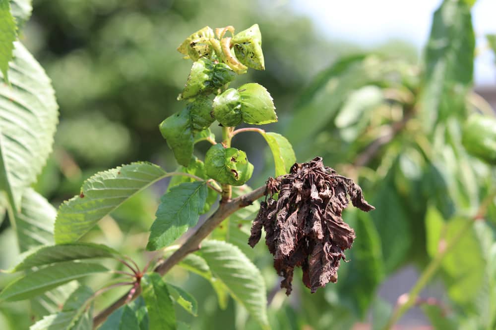 Apfel - Malus - krank