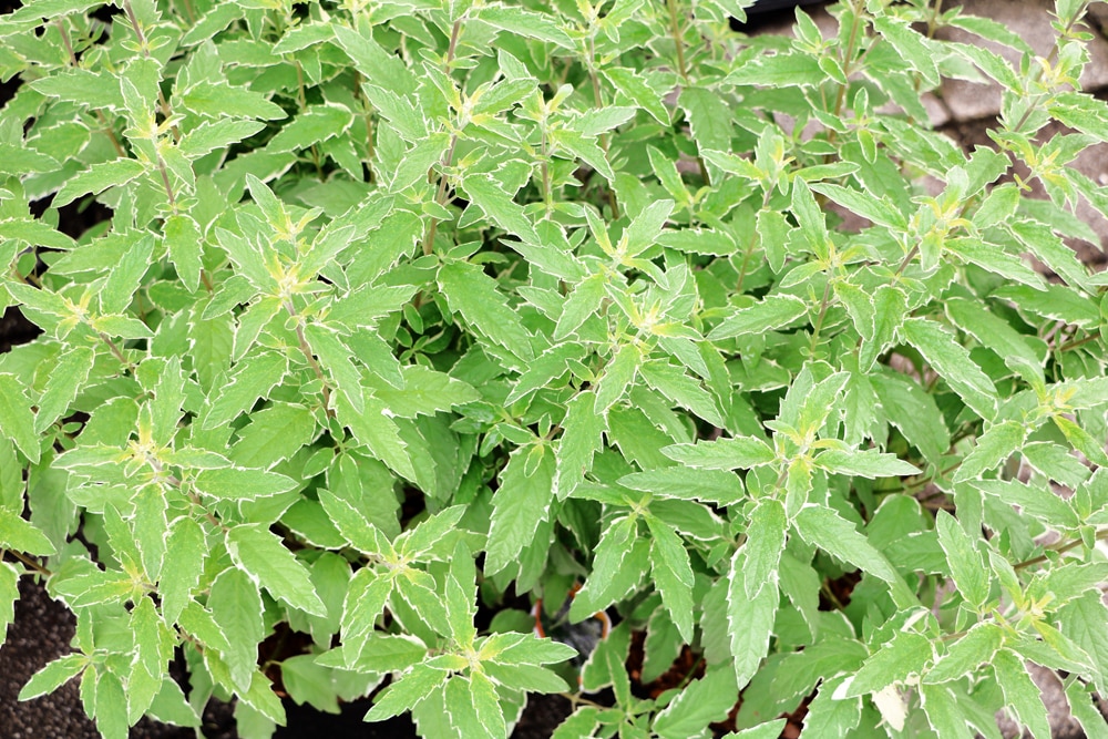 Bartblume - Caryopteris clandonensis