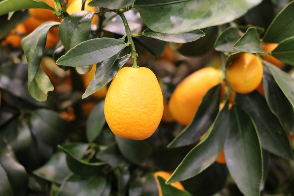 Calamondin - Citrus mitis