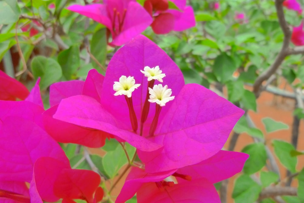 Drillingsblume Bougainvillea