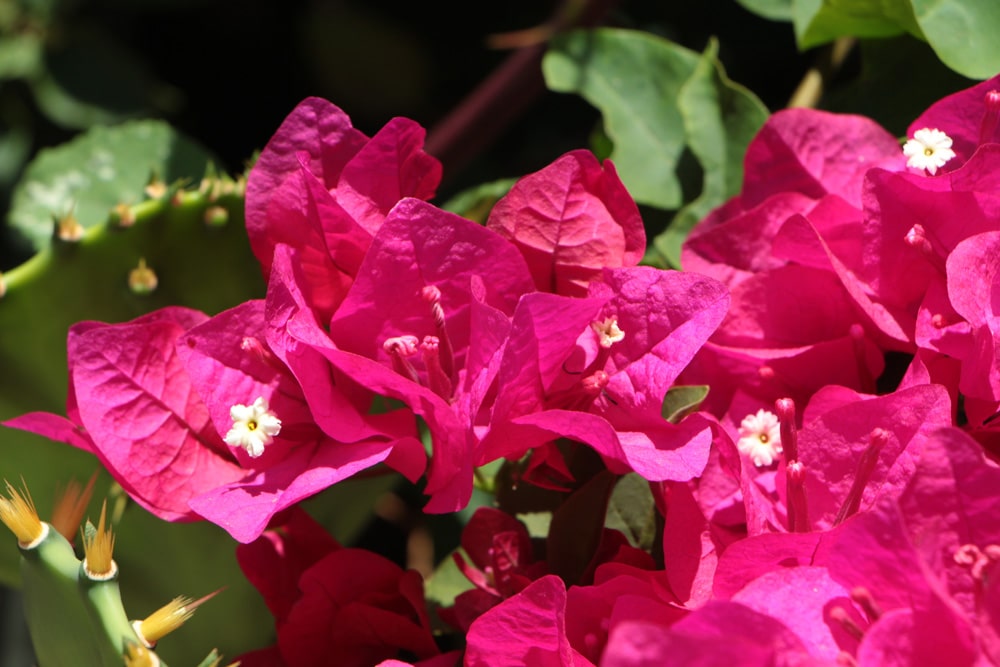 Drillingsblume Bougainvillea