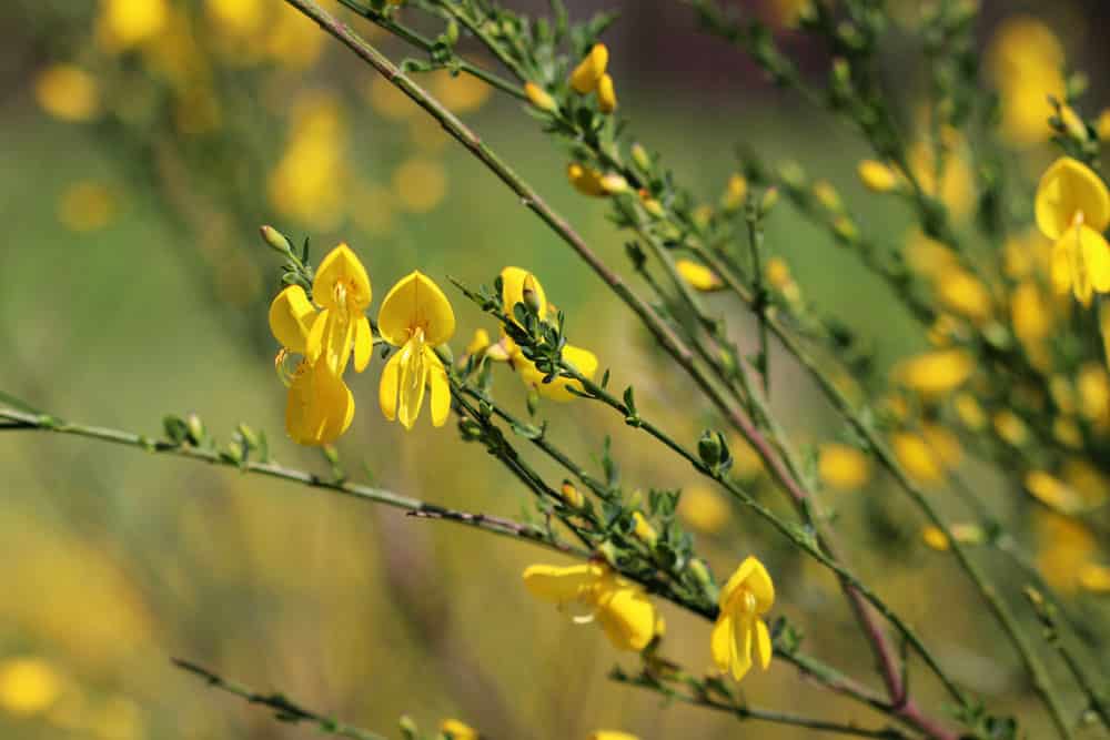 Edelginster - Cytisus scoparius