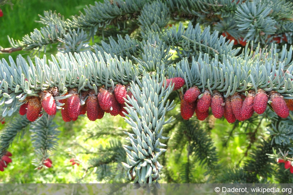 Edeltanne - Abies alba