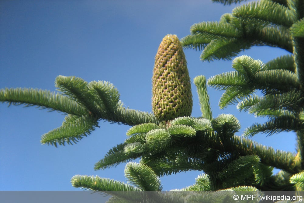 Edeltanne - Abies alba