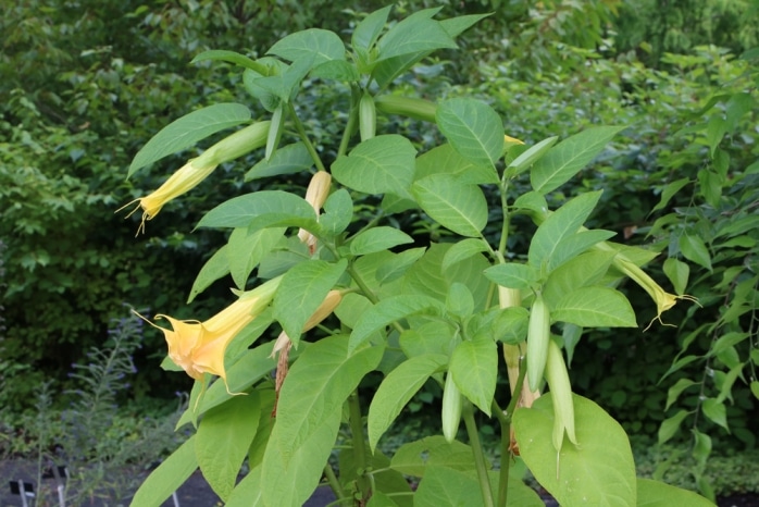 Engelstrompete - Brugmansia