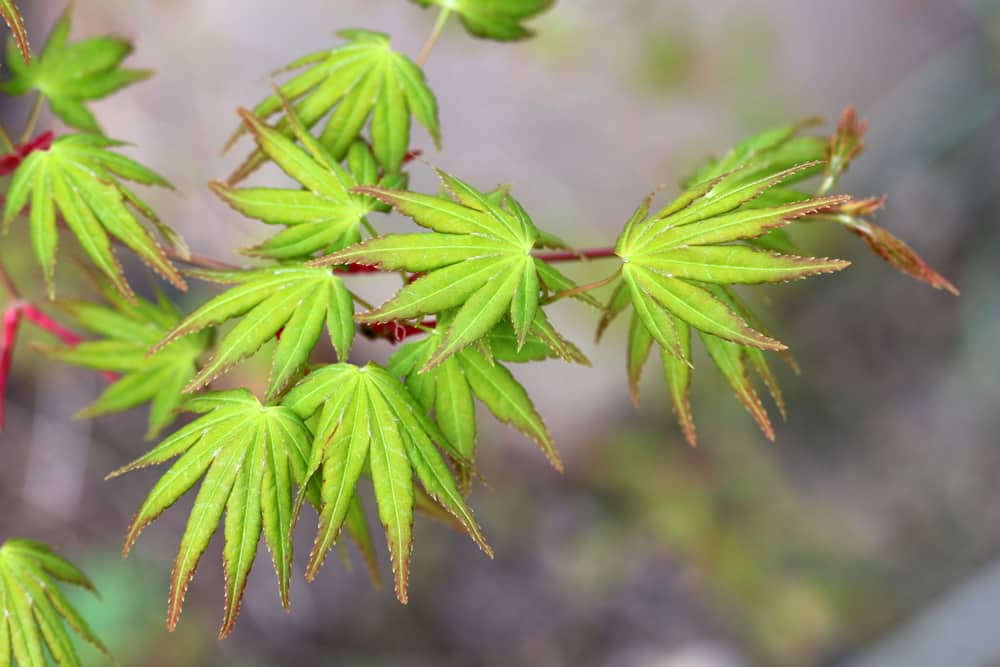 Fächer-Ahorn - Acer palmatum