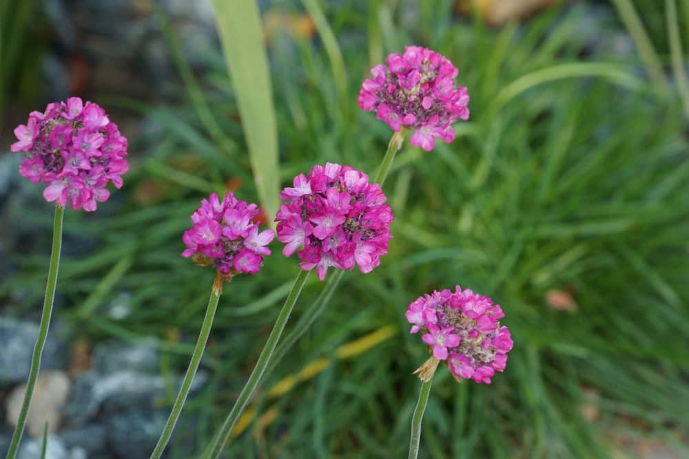 Grasnelke - Armeria