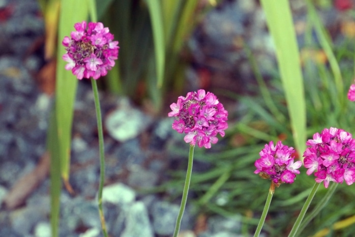 Grasnelke - Armeria