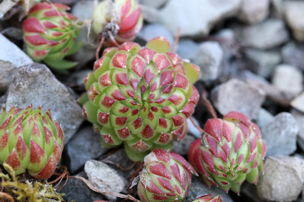 Hauswurz - Sempervivum