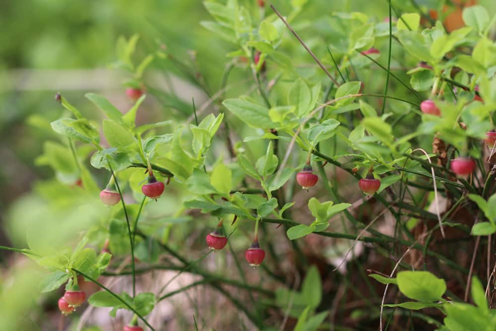 Heidelbeeren - Blaubeeren - Vaccinium myrtillu