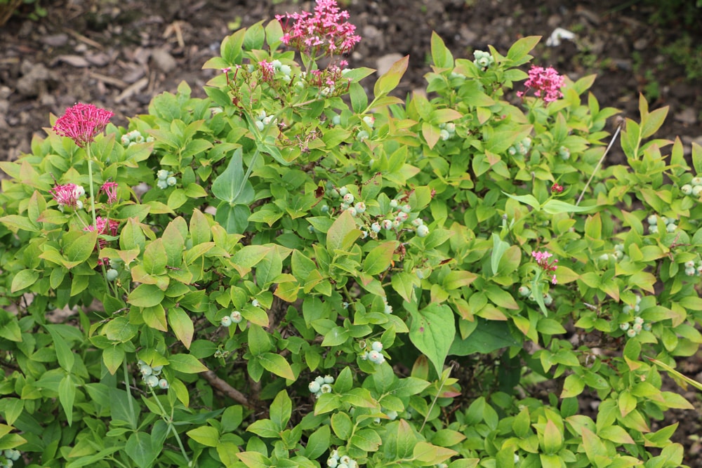 Heidelbeeren - Blaubeeren - Vaccinium myrtillu