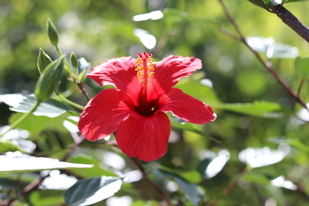 Hibiscus - Rosa sinensis