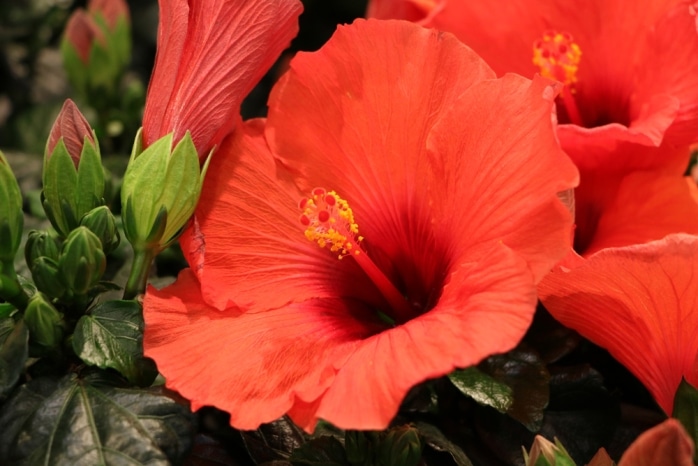 Hibiskus Hibiscus