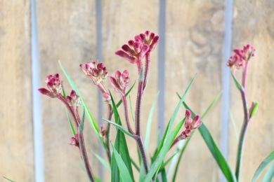 Känguruhpfote - Känguru-Blume - kangaroo-paw - Anigozanthos