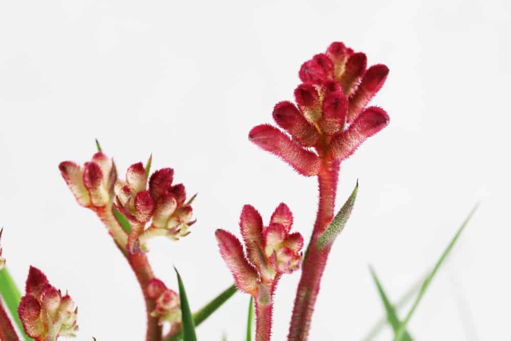 Känguruhpfote - Känguru-Blume - kangaroo-paw - Anigozanthos