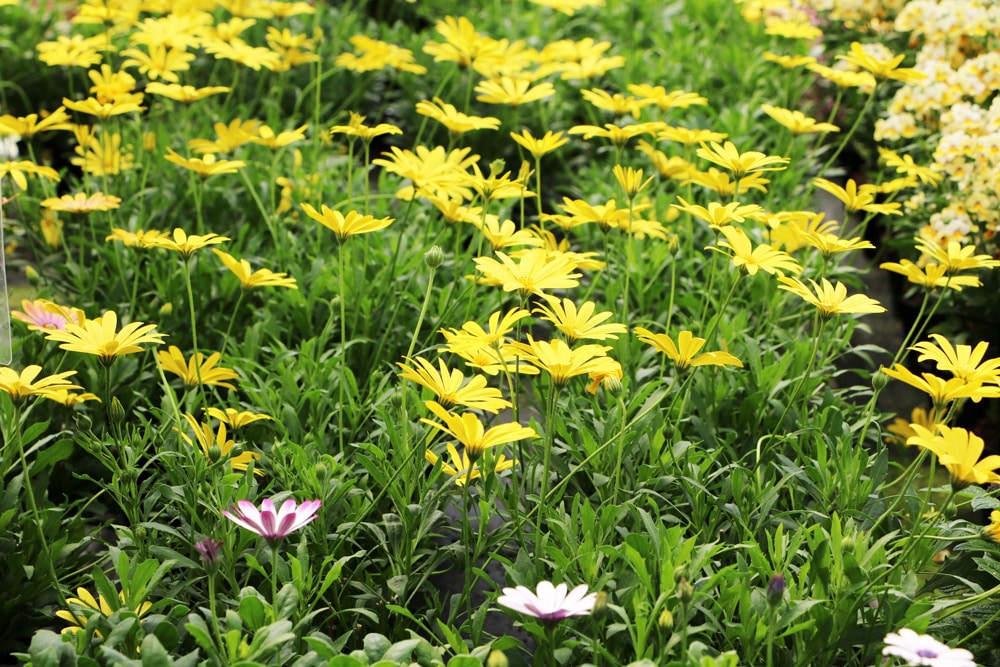 Kapmargerite - Osteospermum