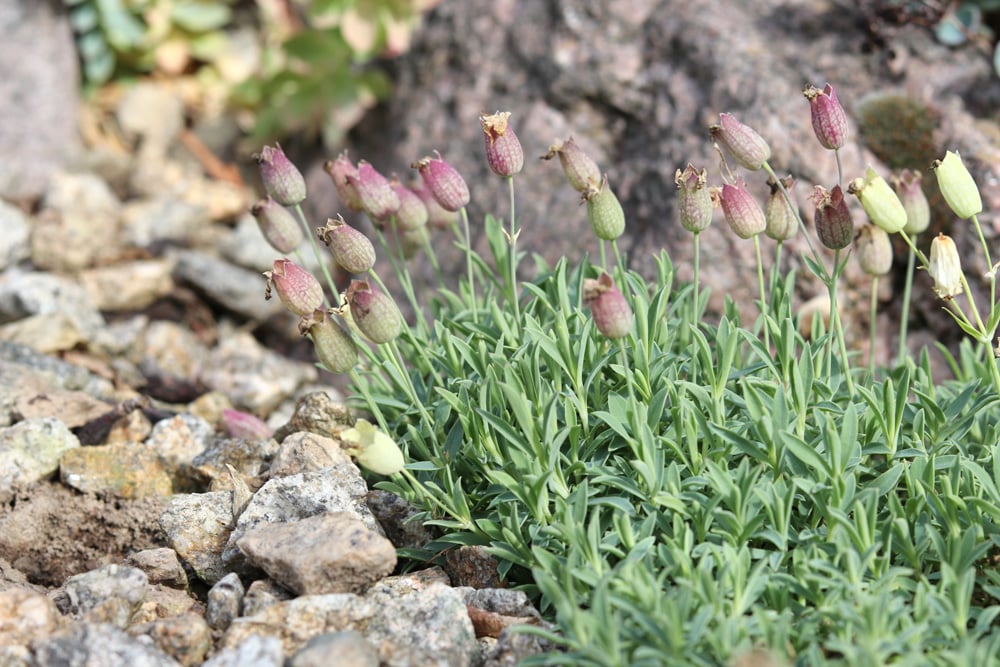 Leimkraut - Rosea - Silene uniflora