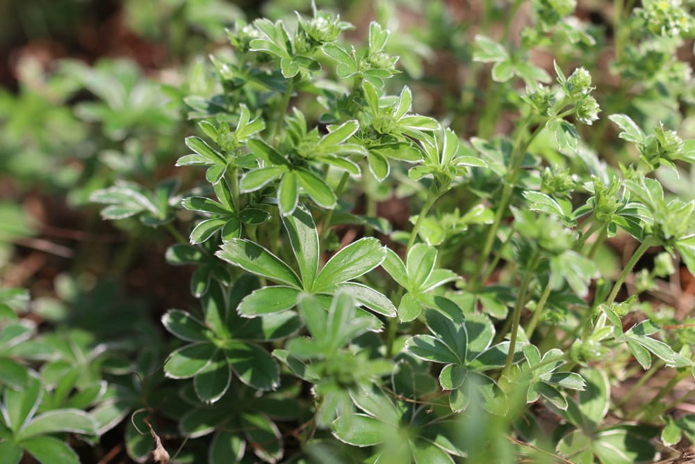 Leimkraut - Silene italica