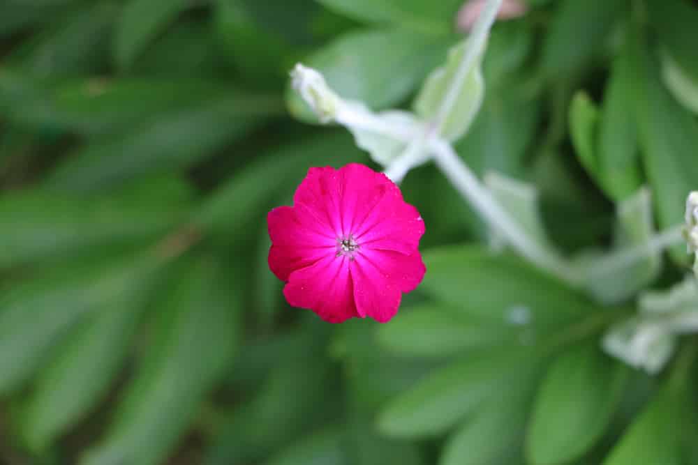 Lichtnelke - Samtnelke - Lychnis coronaria