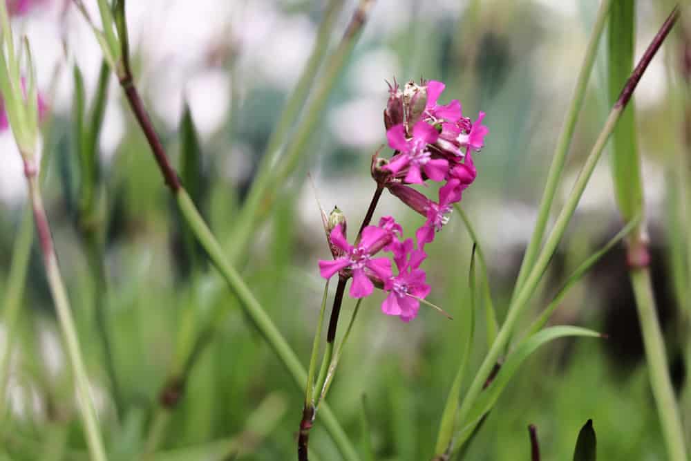 Lichtnelke - Silene dioica - Lychnis yunnanensis