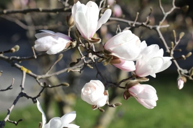 Magnolie - Magnolia