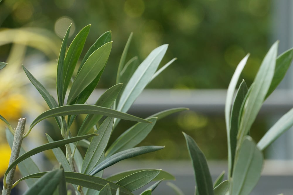 Olivenbaum  - Olea europaea