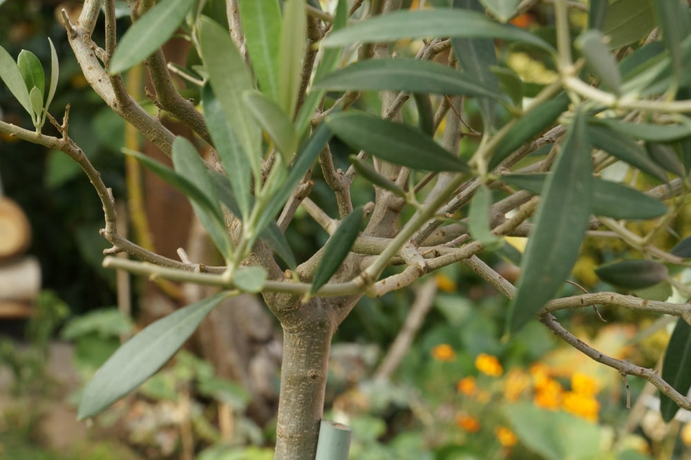 Olivenbaum - Olea europaea